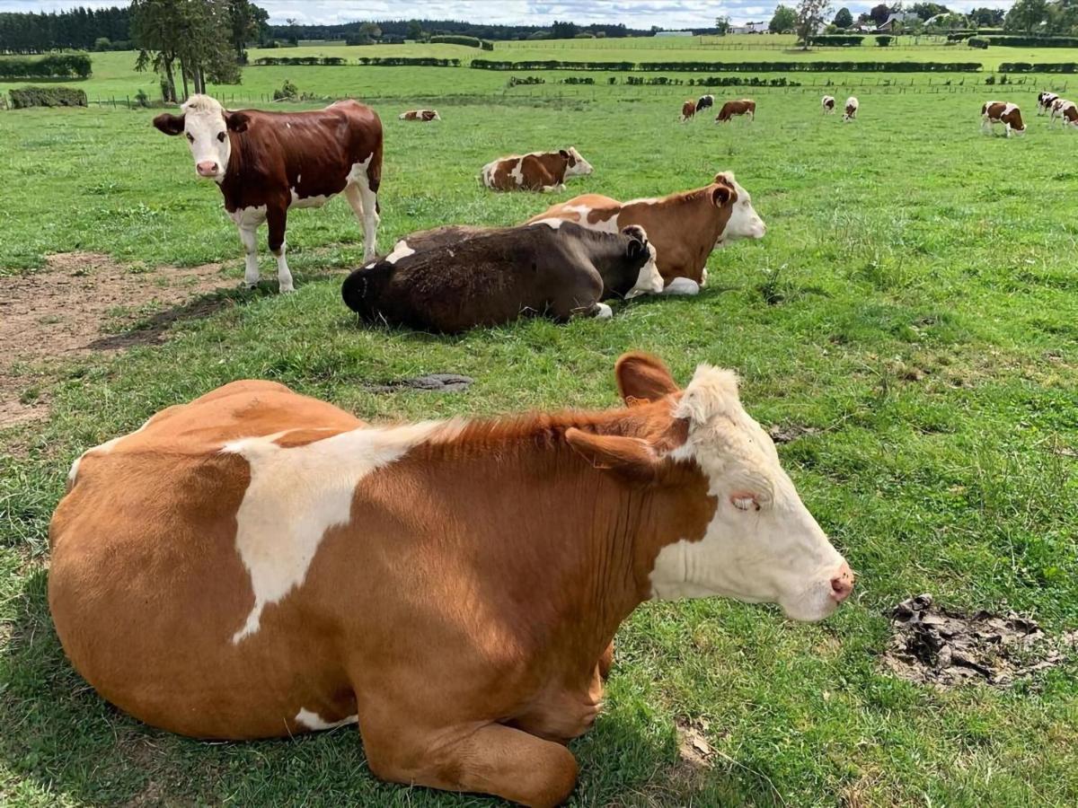 In Belgian Eifel * Bullange